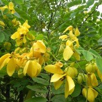 Senna surattensis (Burm.f.) H.S.Irwin & Barneby